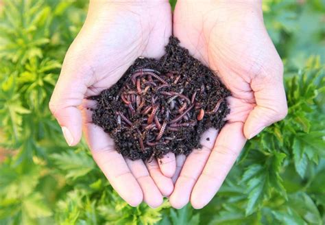 The Wonders of Vermiculture: Magic Worm Farms at Work